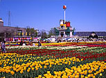 Tulipa photo
